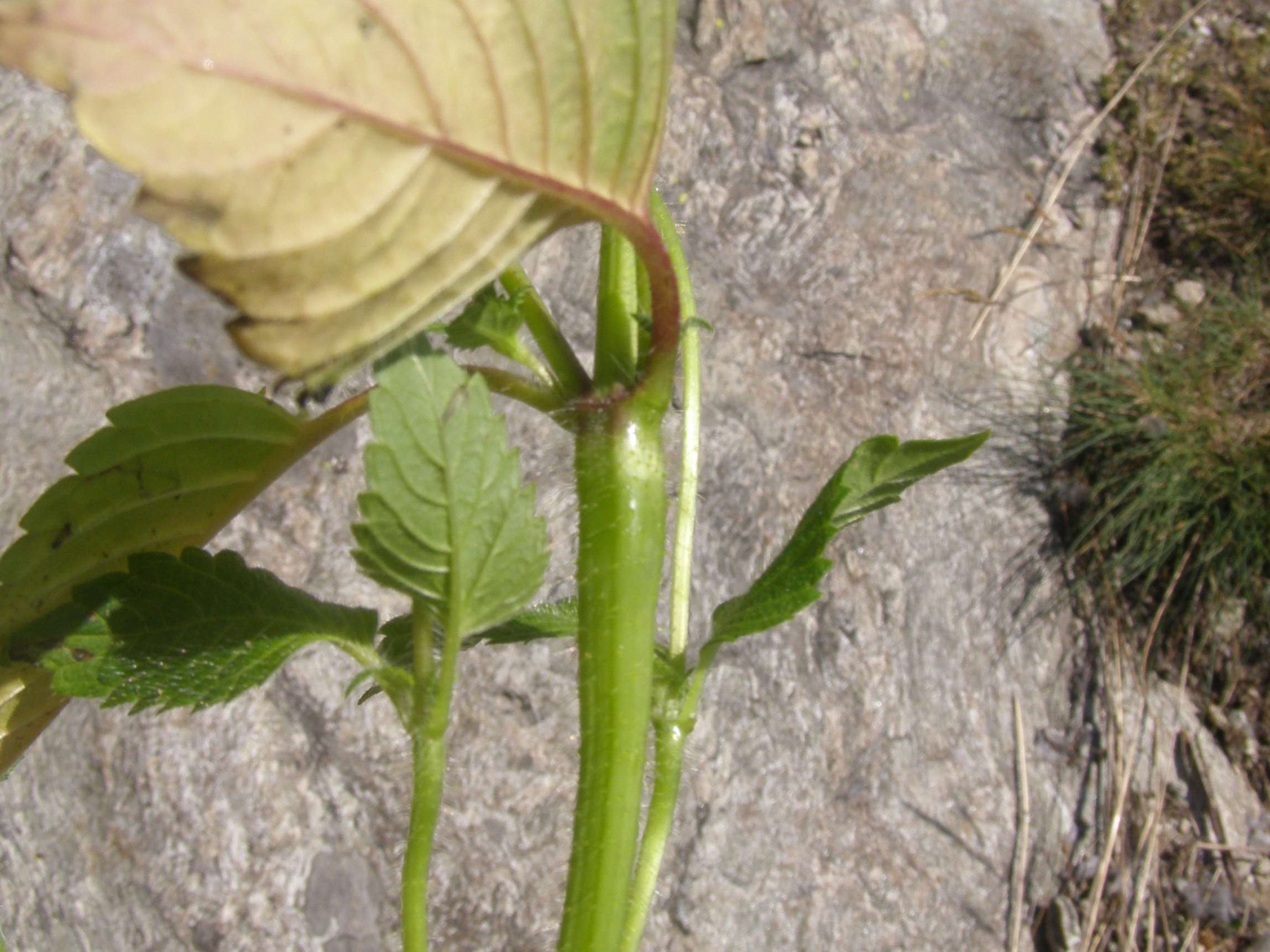 Da identificare: Galeopsis